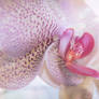 Orchid