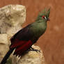 Tropical Bird (Guinea Turaco)