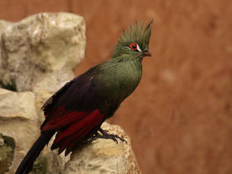 Tropical Bird (Guinea Turaco) by Jeff59