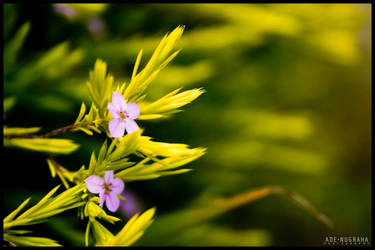 Spring: Two Flower