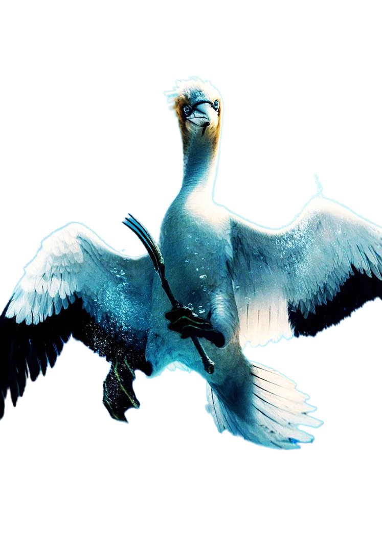 Scuttle Scuttle (2023) - Transparent by matuta2002 on DeviantArt
