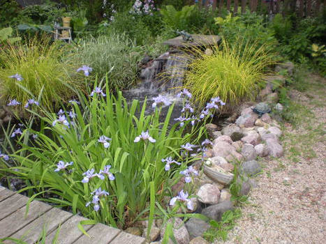 The pond garden