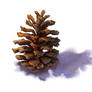 Pinecone Finished
