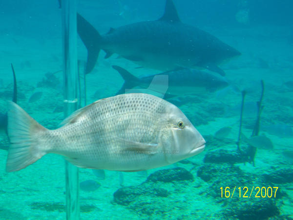 Tabitha Fish fish by tabitha-ann on DeviantArt