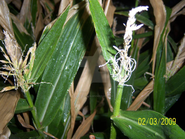 Defeated Corn dead corn by tabitha-ann on DeviantArt
