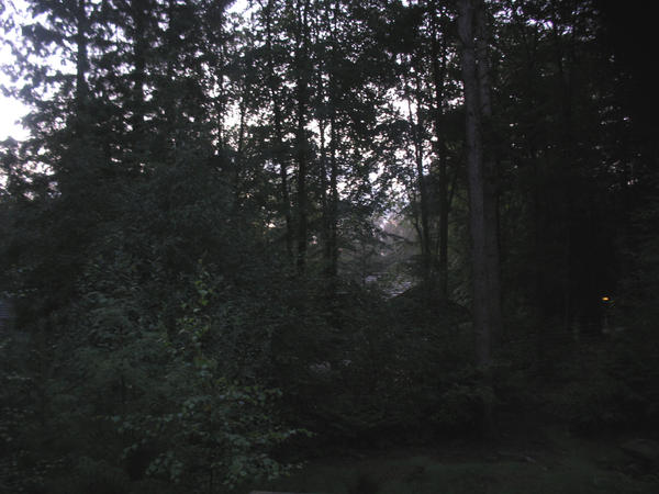 5am In Forest on Holiday