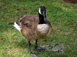 branta canadensis ll