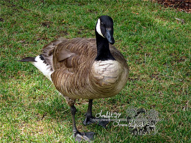 branta canadensis ll