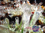 magical ice garden by loreleft27 magical ice garden by loreleft27