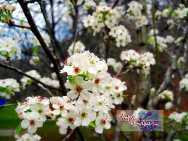 early bradford pear blooms