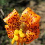 A Colbia Lily