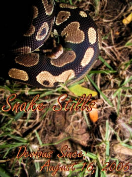 Snake Stills