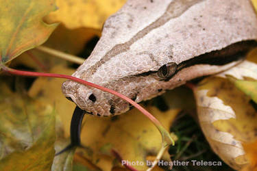 There's a Leaf - Snakeskii