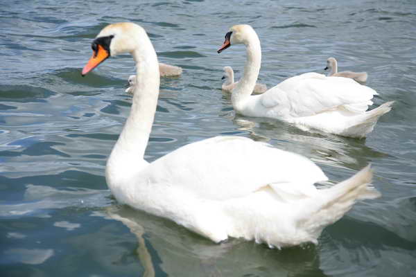 Swan Swarm