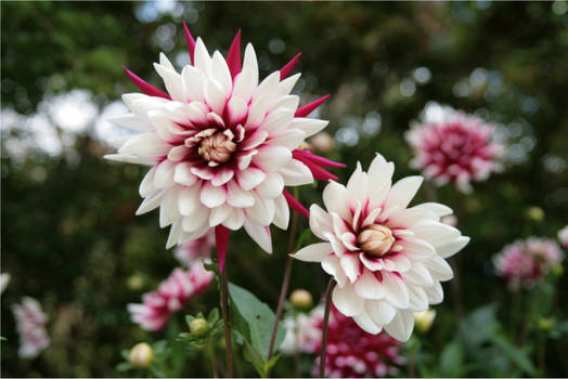 Not one, but two Dahlias
