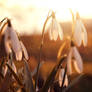 snowdrops