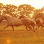 gallop home