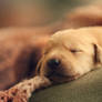 puppy dreams 2