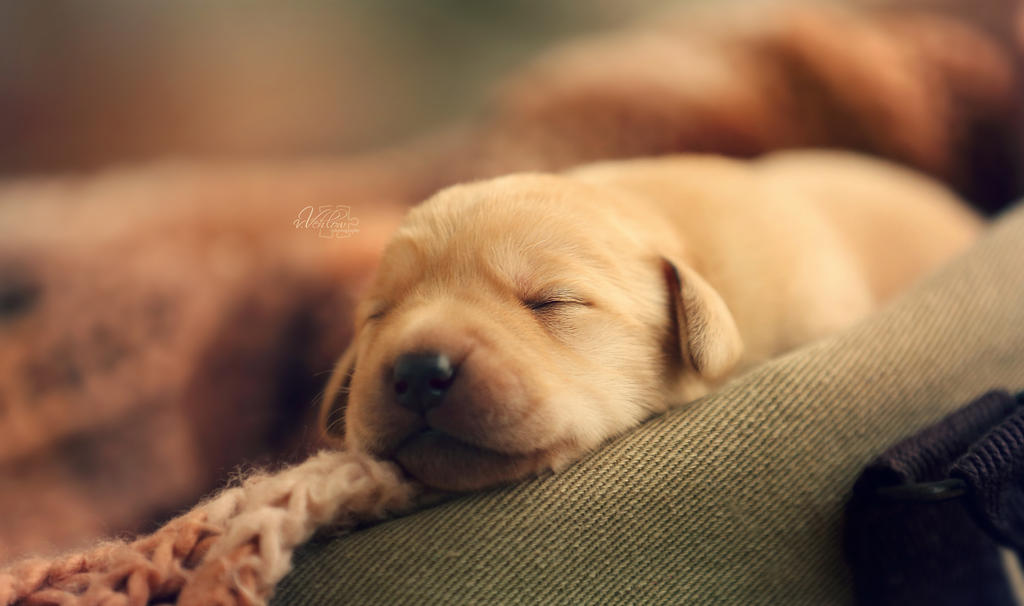 Puppy Dreams 2 By Vularia On DeviantArt puppy-dreams-2-by-vularia-on-deviantart