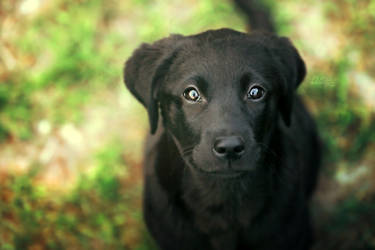 puppy smile