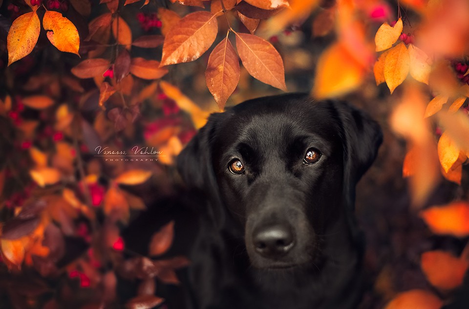 autumn girl