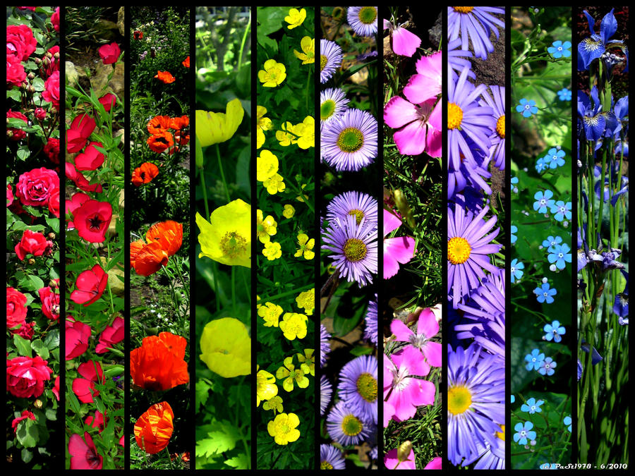 Flowers.. by PaSt1978 Flowers.. by PaSt1978