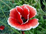 Red Poppy by PaSt1978