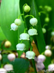 Lily of the Valley by PaSt1978