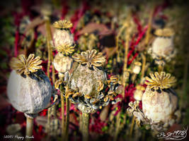 Poppy Heads
