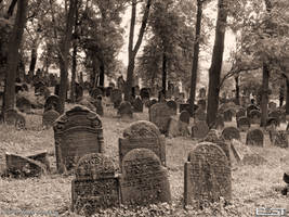 Forest cemetery