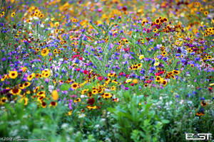 Summer meadow