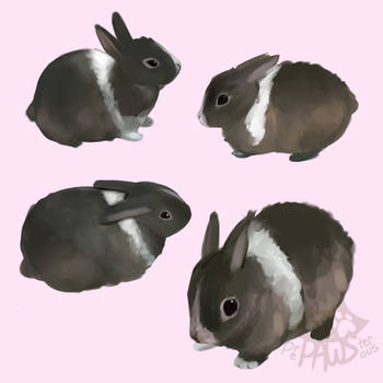 :Bunny Rabbits: