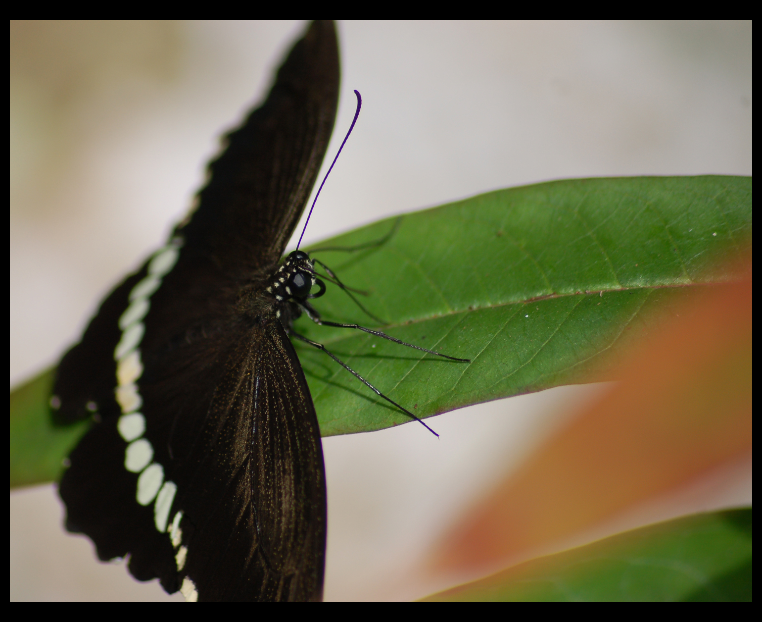 On a Leaf