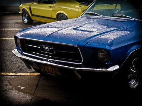 Blue Mustang.