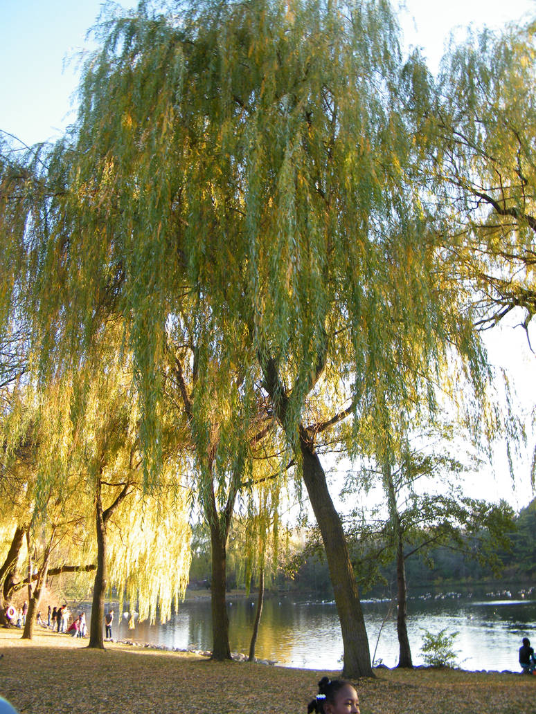 Willow Tree by darkreaper5000 on DeviantArt
