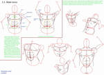 Anatomy drawing, part 2.1: Male torso