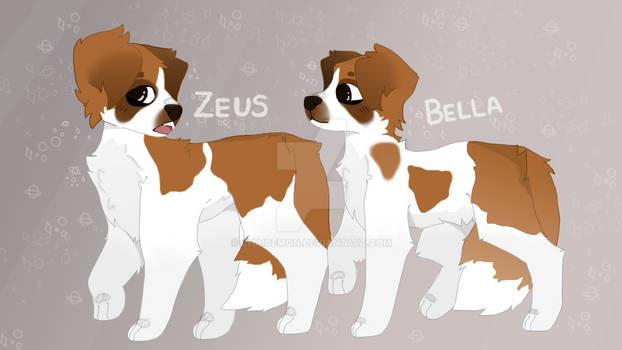 St Bernardss- Zeus + Bella