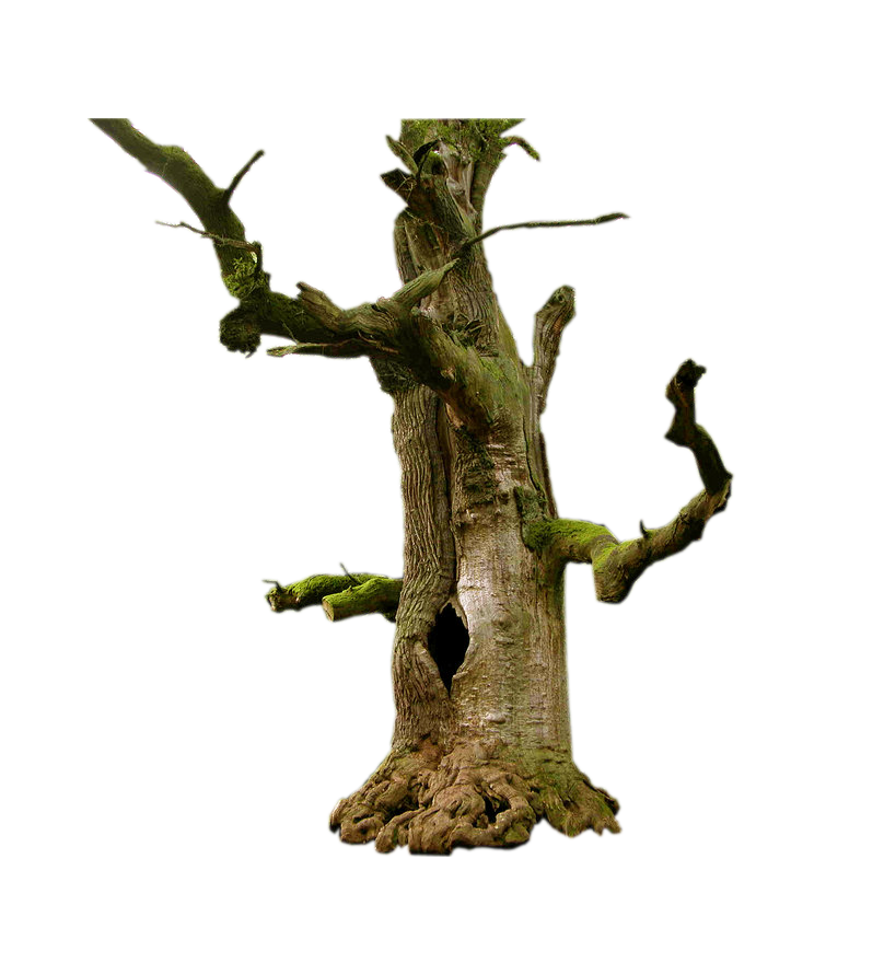 Old Tree PNG