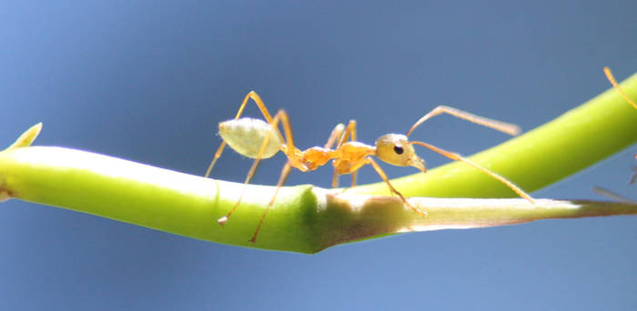 green ant