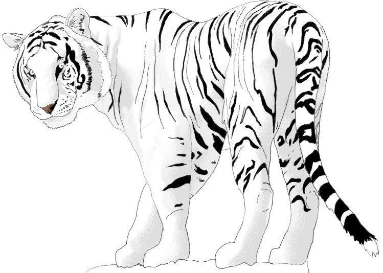 :Snow Tiger: