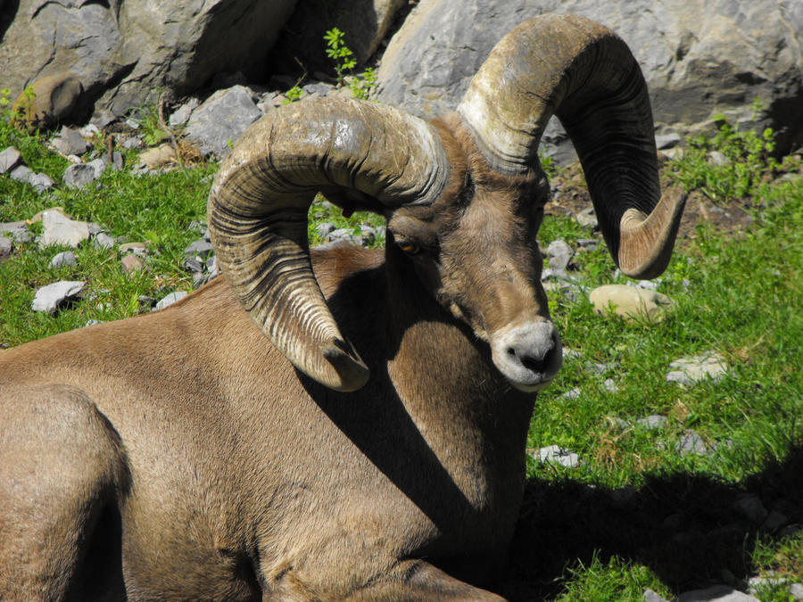 resting ram by HellsSinCake on DeviantArt
