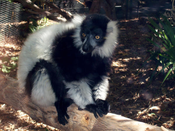 zoo stock primates 20 by hatestock on DeviantArt
