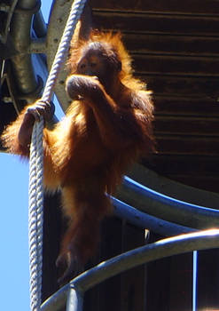 zoo stock primates 39