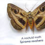 moths and butterflies stock 5