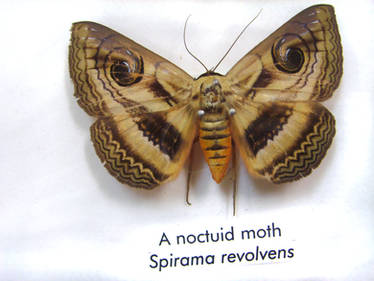 moths and butterflies stock 5