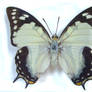 moths and butterflies stock 20