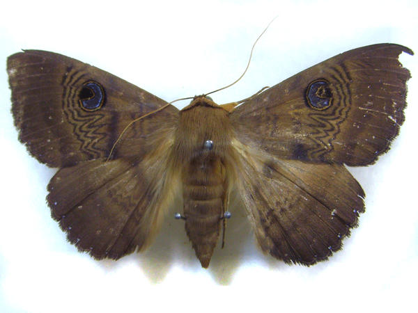 moths and butterflies stock 25