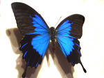 moths and butterflies stock 35