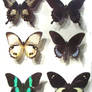 moths and butterflies stock 52