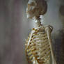 Skeleton Stock 12